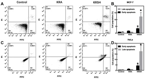 Figure 6 Cell apoptosis after incubation with 50 nM KRA and the KRSH peptide for 24 h. (A) Apoptosis in MCF-7 cells was distinguished through FITC-Annexin V coupled with PI staining. (B) The corresponding quantification of early and late apoptosis in MCF-7 cells. (C) Apoptosis in HeLa cells was determined using a flow cytometer, and the data analysis is displayed in (D). *p<0.05, compared with control cells cultured in complete medium, one-way ANOVA).Abbreviations: FITC, fluorescein isothiocyanate; ANOVA, analysis of variance.