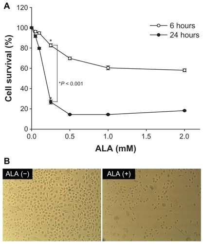 Figure 3 Effect of ALA-PDT in HuCC-T1 cells (A) and photomicrographs of HuCC-T1 cell death by ALA-PDT (B).Abbreviations: ALA-PDT, 5-aminolevulinic acid-photodynamic therapy; HuCC-T1, human cholangiocarcinoma cells.