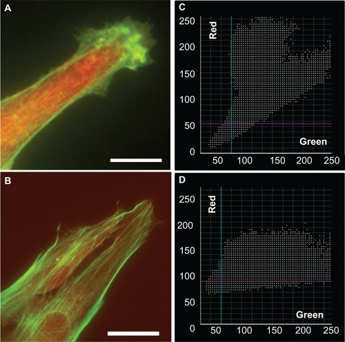 Figure 11 Overlaid fluorescence images of astrocytes cultured on nanofibrillar scaffolds (A) and PLL glass (B) labeled with phalloidin (F-actin) and anti-RhoA. The fluorescence was represented in green for F-actin and red for RhoA in (A) and (B). The scatter plots of F-actin and RhoA for nanofibrillar scaffolds (C) and PLL glass (D) showed partial colocalization with a mean PC of 0.66 and 0.58 respectively.Note: Scale bar in (A) 10 μm, and (B) 20 μm.Abbreviation: PLL glass, poly-L-lysine-functionalized planar glass.