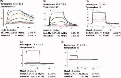 Figure 4. SPR measurements of binding affinity of everestmab for (A) human serum albumin, (B) monkey serum albumin, (C) rat serum albumin; (D) mouse serum albumin, and (E) Serum albumin.