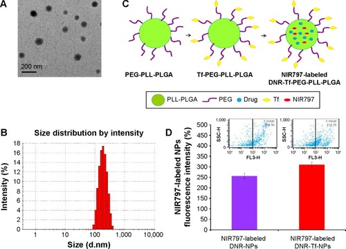 Figure 1 Characterization of NIR797-labeled NPs.Notes: (A) Transmission electron microscopic images, (B) particle size distribution, (C) schematic diagram, (D) fluorescence intensity.Abbreviations: Tf, transferrin; PEG, polyethylene glycol; PLL, poly-l-lysine; PLGA, poly(lactic-co-glycolic acid); NIR, near-infrared; DNR, daunorubicin; NPs, nanoparticles; SSC-H, side scatter light histogram; FL3-H, fluorescent light 3 histogram.