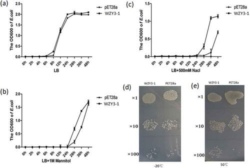 Figure 3. The growth curve of E. coli strains producing WZY3-1 protein and pET28a under normal conditions (a) or mannitol (b) and NaCl (c) treatments, with the growth state of E. coli strains producing WZY3-1 after −20°C (d) and 50°C (d) treatment.