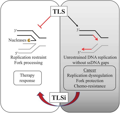 Figure 4. Model proposing TLS as a new evolving target for cancer therapy
