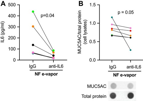 Figure 6 Effect of an anti-interleukin 6 (IL6) neutralizing antibody compared to immunoglobulin G (IgG) isotype on (A) secreted IL6, as detected by enzyme-linked immunosorbent assay (ELISA), and (B) MUC5AC protein levels, detected by dot blot (representative blot shown below) in human small airway epithelial cells (SAEC) exposed to nicotine-free (NF) e-vapor (tobacco flavor) for 24 hrs. Each color represents a different subject.