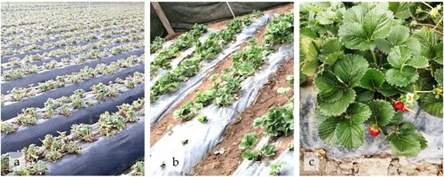 Figure 2. Open-field strawberry (Fragaria ananassa) production system in the Andes of Ecuador. a) Planting beds on the ground; b) Spacing the plants across the planting beds; and c) Fruiting of the crop.