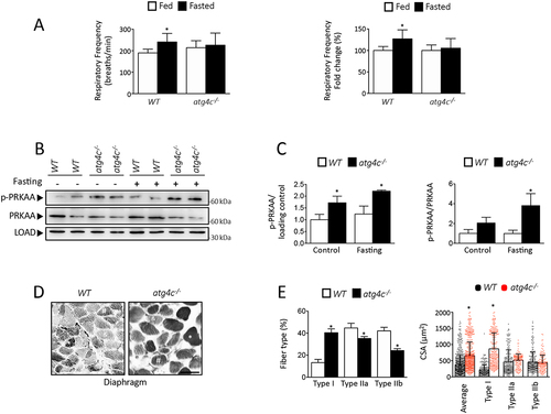 Figure 5. Analysis of diaphragm alterations in atg4c-deficient mice. (A) Left, quantification of respiratory frequency in fed and fasted WT and atg4c-null mice. Right, effect of fasting in ventilation rate as measured as % of the average values when mice are fed ad libitum (A). N = 7 WT and 6 atg4c-/- mice (B) Immunoblotting analyses against PRKAA/AMPK protein in diaphragm tissue extracts from WT and atg4c-/- mice either fed ad libitum and upon 24 h of fasting. (C) Densitometry of immunoblots in Figure 6B. Bars represent means ± SEM. (N = 3 mice per genotype and condition). *P < 0.05, 2-tailed unpaired Student’s t-test. (D) Representative images of ATPase-stained diaphragm sections. Serial sections of the diaphragm from a WT and atg4c-/- mice are shown. For ATPase activity, after a pre-incubation at pH 4.6, type I fibers stain dark (*), type IIa fibers stain intermediate (#) and type IIb fibers stain pale (&). (E) Quantification of data shown in (C). The distribution and cross-sectional area (μm2) of individual fiber types were determined for ~ 100 fibers per transverse section of diaphragm from all animals in each group (n = 3 per group). Scale bars: 100 µm. p-values were determined by unpaired student´s t-test, *p < 0.05.