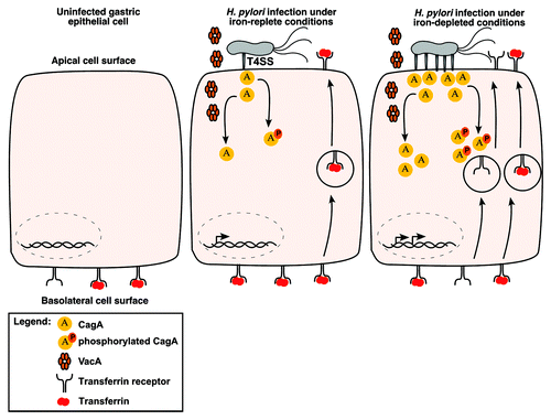 Figure 2. Effect of low-iron conditions on interactions between H. pylori and host cells. CagA and VacA each induce mislocalization of transferrin receptors from the basolateral cell surface to the apical surface where H. pylori are localized. Under iron-deplete conditions, CagA production is increased, the formation of pili associated with the cag type IV secretion system is increased, and translocation of CagA into host cells occurs at increased levels. This potentially leads to a more robust mislocalization of transferrin receptors to the apical membrane.