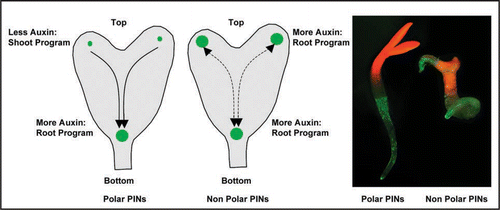 Figure 4 Distribution-based morphogenic auxin activity gradients for embryo patterning in plants. Left two sketches show the schematics of auxin response maxima in control (with polar PINs) and in non-polar PIN case, where enhanced auxin response maxima at the cotyledons trigger root program. The picture on the right shows a control seedling (with normal cotyledons and root) and a seedling with PIN polarity manipulation (displaying root emergence from a cotyledon). Auxin response maxima are depicted in green.