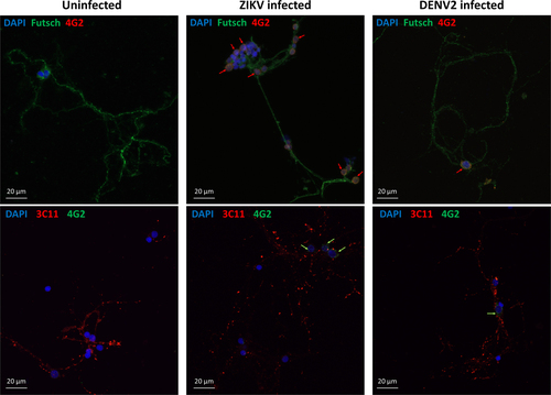 Fig. 4 Zika and dengue viruses are present in Aedes aegypti primary neuron cultures at 7 dpi.Confocal images of mosquito primary neurons infected with ZIKV or DENV2. Virus signal is indicated by arrows next to the cell nuclei (DAPI in blue) either in co-staining with Futsch or Synapsin proteins (3C11)