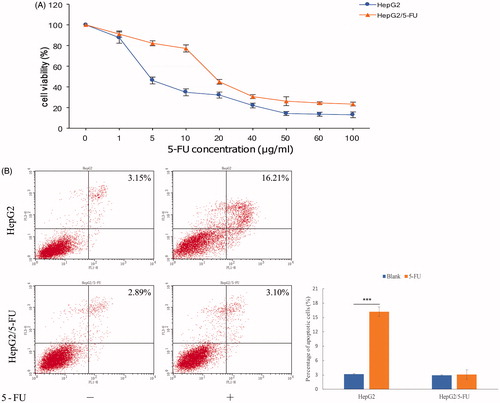 Figure 1. (A) Determining the effects of 5-FU on HepG2 and HepG2/5-FU cell viability using the Cell Counting Kit-8 (CCK-8) assay. All the data were normalized to the untreated control that was set as 100%. Data represent the mean ± SEM pooled from at least three experiments, each performed with three replicates. (B) Flow cytometry analysis showing that treatment of liver cancer cells with 1 μg/mL of 5-FU for 24 h causes more apoptotic death in HepG2 cells than in HepG2/5-FU cells. The lower right quadrant in the image represents early apoptosis, while the upper right quadrant signifies late apoptosis. The percentage of apoptotic cells was calculated by including cells in both, early and late apoptosis. The apoptotic rate is presented as mean ± SEM of three independent experiments. ***p < .001 (two-tailed test).