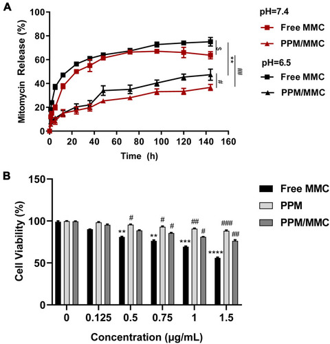 Figure 4 (A) Drug release results of the free MMC and MMC-loaded PPM at different pH. $p<0.05, compared with free MMC group at pH 6.5. **p<0.01, compared with free MMC group at pH 6.5. #p<0.05, compared with PPM/MMC group at pH 6.5; ##p<0.01, compared with free MMC group at pH 7.4. (B) Cell viability rate of A549 co-cultured with free MMC, MMC-loaded PPM and free PPM at different concentrations for 24 h was assessed by CCK-8. **p<0.01, ***p<0.001 and ****p<0.0001, compared with control group (0 μg/mL); #p<0.05, ##p<0.01 and ###p<0.001, compared with free MMC group.