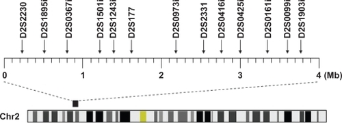 Figure 1 Location of 13 microsatellite markers used in this study. The heavy bar above the chromosome represents the 2p22.1-p22.3 region including the GLC3A locus.