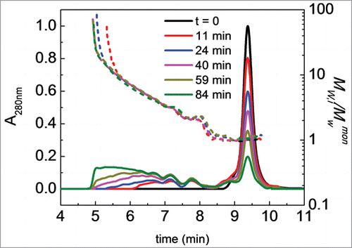 Figure 2. Illustrative SEC chromatograms and corresponding Mw,i/Mwmon profiles (short dashed lines, i represents each one-second “slice” of column eluate) of Fc1 at pH 4.0, 60°C. Different colors indicate different incubation times (see also panel legends). Initial protein concentration is 1 mg/ml. Colors in online version only.