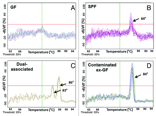 Figure 4. 16S rRNA qPCR melting curves from gnotobiotic and SPF mouse fecal DNA. Melting curves from qPCR assays reveal that true amplification of the 16S rRNA gene occurs at melting temperatures of 83° to 87°C (B-D). No amplification from GF mouse fecal DNA is seen at these melting temperatures (A).