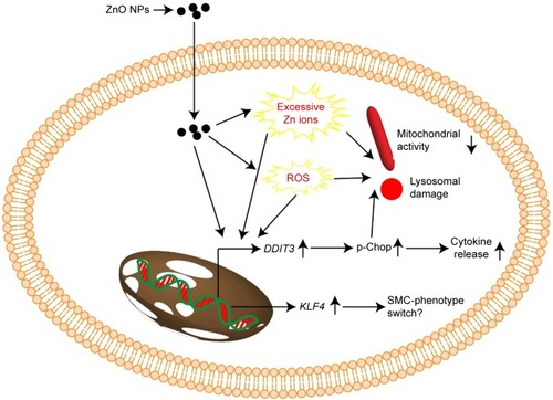 Figure 7 Proposed mechanism associated with toxicity of ZnO NPs to HASMCs.Notes: Exposure to ZnO NPs might induce excessive Zn ions, ROS, and ER stress, leading to cytotoxicity. In addition, induction of KLF4 might also lead to SMC-phenotype switch.Abbreviations: ER, endoplasmic reticulum; HASMCs, human aortic smooth-muscle cells; NPs, nanoparticles; ROS, reactive oxygen species.