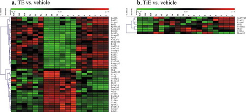 Figure 2. Heatmaps of hierarchical clusters after SAM analysis showing the number of significantly different probesets when comparing (a) TE vs. Vehicle, or (b) TiE vs. Vehicle. FDR: = 1.35. (n) = 3 per group. Colour is proportionate to expression (RMA) value (green = low, red = high). Rows have been normalized. TiE = Titanium Dioxide + Oestrogen, Ti = Titanium Dioxide; TE = Talc + Oestrogen, T = Talc, E = Oestrogen and V = Vehicle Control. (N) = 3)