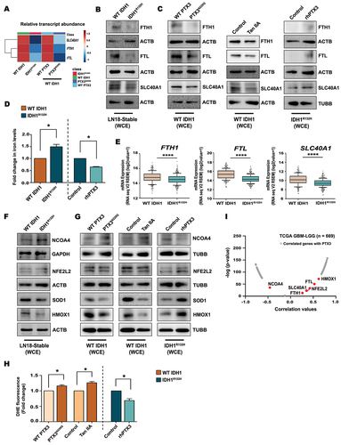 Figure 6. Expression of ferritinophagy genes in gliomas is PTX3 dependent. (A) Heat map represents relative transcript abundance of ferritinophagy-related genes FTH1, FTL and SLC40A1 in WT IDH1 and IDH1R132H cells or in glycosylation mutant PTX3N220Q overexpressing WT IDH1 cells. Gene expression values were normalized with RNA18S rRNA levels. Data are presented as mean ± s.e.m. for n = 3 independent experiments. (B) Reduced levels of ferritinophagy markers FTH1, FTL and SLC40A1 (ferroportin) in IDH1R132H cells as compared to their wild-type counterpart, as demonstrated by western blot analysis. (C) Decreased expression of ferritinophagic markers in WT IDH1 cells expressing either glycosylation mutant PTX3N220Q or treated with Tan IIA. Treatment with rhPTX3 increases expression of ferritinophagic markers in IDH1R132H cells. (D) Iron levels in IDH1R132H cells as compared to WT IDH1 cells and upon treatment with rhPTX3.Values are representative of two or three independent experiments and are plotted as means ± s.e.m. relative to their respective controls. *P < 0.05 (paired two-tailed Student’s t-test). (E) TCGA dataset analysis depicting reduced expression of FTH1, FTL and SLC40A1 in IDH1R132H glioma patients compared to those harboring WT IDH1. Data from n = 270 WT IDH1 and 365 IDH1R132H glioma patients from TCGA was used for analysis. Whiskers represent 10–90 percentile. ****P < 0.0001 (two-tailed Student’s t-test). (F) Immunoblots show increased level of NCOA4 and decreased levels of redox sensing genes SOD1, HMOX1 and NFE2L2 in IDH1R132H cells as compared to IDH WT cells. (G) Western blot detection of NCOA4, SOD1, HMOX1 and NFE2L2 in WT IDH1cells expressing either glycosylation mutant PTX3N220Q or treated with Tan IIA. rhPTX3 alters expression of NCOA4 and molecules associated with oxidative stress in IDH1R132H cells. (H) DHE fluorescence measurements for cellular ROS levels in WT IDH1 cells expressing either glycosylation mutant PTX3N220Q or treated with Tan IIA, and in IDH1R132H cells treated with rhPTX3. Values are representative of three independent experiments and plotted as fold change to their respective controls. *P < 0.05 (paired two-tailed Student’s t-test). (I) Volcano plot representation for Pearson correlations of ferritinophagy and redox sensing genes with PTX3 mRNA expression in TCGA GBM-LGG cohort (n = 669). Immunoblots are representative of n = 3 biological replicates. WCE, whole cell extract.