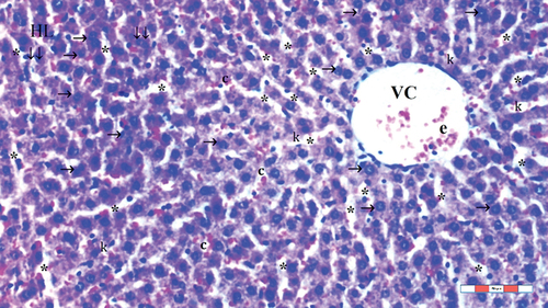 Figure 1. Light microscopic view of liver tissue of group C; normal liver tissue (HL: hepatic lobules; VC: vena centralis; k: kupffer cell hyperplasia; *: sinusoid dilatation; ↓↓: infiltration; →: hepatocyte; c: dikaryotic hepatocytes; e: erythrocyte), H&EX100.