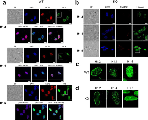 Figure 6. Immunofluorescence imaging of ReNCell WT and KO at 7 DIV. (A) ReNCell WT cells imaged with bright field, DAPI (blue), MeCP2 antibody (red) and histone H1.2, H1.4 and H1.5 antibodies (green). (B) same as in (A) for ReNCell KO. (C) magnified images of the histone isoform staining corresponding to the white rectangles shown in (A) for WT. (D) same as in (C) for KO. Scale bar: 20 µm.