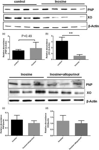 Figure 5. Western blotting of PNP and XO in the liver tissues. Data are presented as mean ± SEM, n = 5/group. **p< 0.01 vs. control monkeys.