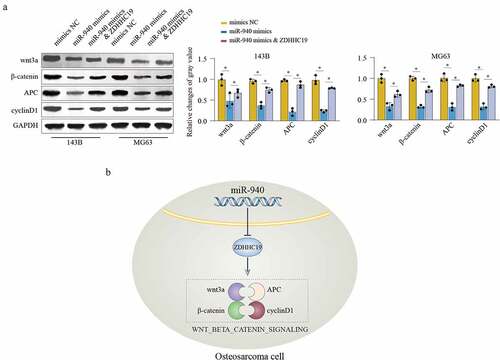 Figure 7. miR-940/ZDHHC19 axis regulates wnt/β-catenin pathway. (a) Western blot analysis of wnt/β-catenin signaling related proteins in OS cells transfected with mimics NC, miR-940 mimics or miR-940 mimics & ZDHHC19 plasmid. All data are presented as the mean ± standard deviation of three independent experiments. *P < 0.05; **P < 0.01. (b) Summary of the mechanism by which miR-940/ZDHHC19 axis regulates the malignant phenotype of OS.