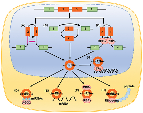 Figure 1. The biological characteristics and functions of circRNAs. (A) Intron pairing-derived cyclization. (B) Lasso-derived cyclization. (C) RNA binding proteins regulate circRNAs formation. (D) circRNAs adsorption of miRNA as a molecular sponge, playing the role of ceRNA. (E) circRNAs direct binding to mRNA. (F) circRNAs binding to proteins. (G) circRNAs binding to transcription factors. (H) circRNAs encoding small peptides.