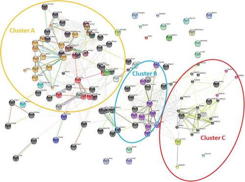 Figure 2. Results of MCL clustering on STRING_EMINeM network. The figure shows the result of a clustering analysis carried out on STRING_EMINeM network using the online resource Search Tool for the Retrieval of Interacting Genes/Proteins (STRING, available at: http://string-db.org/). It is a database including known and predicted protein interactions, based on data from genomic context, high-throughput experiments, conserved co-expression, and previous knowledge. The analysis was carried out with the aim to identify clusters of molecules within the network, by using a Markov Cluster Algorithm (MCL), setting the inflation parameter = 4. As a result, three main clusters (Cluster A, Cluster B, and Cluster C) have been identified.