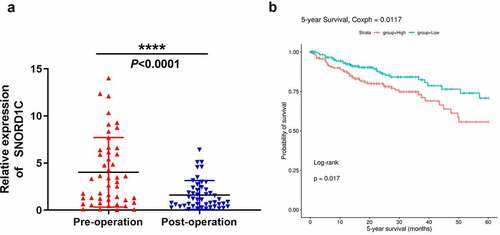 Figure 6. Dynamic monitoring of serum SNORD1C levels and its prognostic value in CRC. (a) Changes of serum SNORD1C levels in 48 newly diagnosed patients with CRC following operation. (b) Overall survival rate of patients with CRC with high vs. low SNORD1C expression levels (http://bioinfo.life.hust.edu.cn/SNORic)
