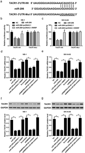 Figure 4. RMRP enhanced TACR1 expression by performing as a ceRNA of miR-206 in neuroblastoma cells. (a) Predicted binding sites between TACR1 3ʹUTR and miR-206, and mutant sites in TACR1-Mut reporter. (b and c) NB-1 and SK-N-AS cells with the transfection of TACR1-WT or TACR1-Mut reporter were also transfected with a scramble control (NC) of miR-206, miR-206 mimic, miR-206 mimic+ pcDNA3.1 or miR-206 mimic+ pcDNA3.1-RMRP, followed by the detection of luciferase activity at 48 h after transfection. (d-g) NB-1 and SK-N-AS cells were transfected with NC, miR-206 mimic, miR-206 mimic+ pcDNA3.1, miR-206+ pcDNA3.1-RMRP, scramble control of siRMRP (Scrambled), siRMRP#2, siRMRP#2+ miR-NC inhibitor, or siRMRP#2+ miR-206 inhibitor. At 48 h upon transfection, TACR1 expression at mRNA (d and e) and protein (f and g) levels was determined by RT-qPCR and western blot assays, respectively. *P < 0.05.