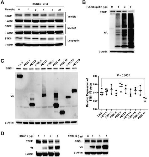 Figure 4. FBXL19 targets STK11 for proteasomal degradation. (A) To determine STK11 stability in BEAS-2B cells, cells were treated with 20 μg/mL of cycloheximide in the presence of 40 μM of MG132 or 20 μM of leupeptin indicated in the figure. Whole-cell proteins were isolated and immunoblotted with STK11 or β-actin antibodies. (B): Cells were transfected with ubiquitin-HA plasmids as indicated, whole cell proteins were isolated, and the expression of STK11, HA, or β-actin was determined by immunoblotting. To find the E3 ligase that explicitly recognizes and facilitates STK11 degradation, (C) FBXL–V5-tagged family plasmids were transfected in cells, and whole-cell proteins were immunoblotted with anti-STK11, anti-V5 or anti-β-actin antibodies. (D) BEAS-2B cells were transfected as indicated with FBXL19 or FBXL14 –V5 tagged plasmids, and whole-cell proteins were immunoblotted with anti-STK11, anti-V5, or anti-β-actin antibodies. All experiments were repeated three times.