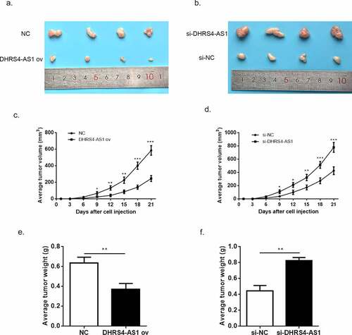 Figure 4. The tumor suppressed effect of DHRS4-AS1 in vivo. (a-b) Tumor size of HCC after 21-day of treatment. (c-d) The average tumor volume of HCC during 21-day of treatment. (e-f) The average tumor weight of HCC during 21-day of treatment. N = 4, ***p < 0.001