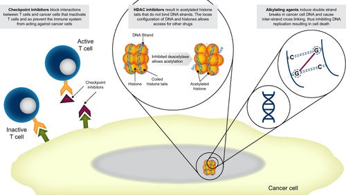 Figure 1 Checkpoint inhibitors, alkylating agents, and histone deacetylase inhibitors have disparate mechanisms of action.Citation19–23