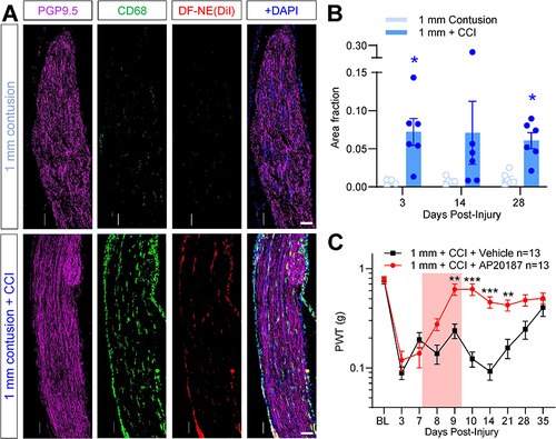 Figure 4 Sustained accumulation of macrophages in sciatic nerves of mice subjected to polytrauma. Sciatic nerves collected from the lower limb contusion were fixed and processed for immunostaining 28 days post-injury. (A) Pan-macrophage marker CD68 (green) and DiI fluorescence (red) show sparse staining in 1 mm contusion only (top row). PGP9.5: Magenta. DAPI: blue. Bottom row shows a modest increase in CD68 fluorescence and DiI signal in 1 mm polytrauma group at the same time point. Scale bar: 0.1 mm. (B) Quantification of CD68 density shows a significant increase in ipsilateral sciatic subjected to 1 mm polytrauma versus contusion alone at 3d and 28d post-injury. * = p <0.05 1mm contusion versus 1 mm polytrauma, two-way ANOVA, Šídák’s multiple comparisons test. (C) MaFIA mice subjected to 1 mm polytrauma behave similar to wild-type C57BL/6 mice in the acute stages post-injury. AP20187 treatment (3 days, 2 mg/kg, i.p., red box) durably reversed pain hypersensitivity in these mice without affecting contralateral hindpaw sensitivity (Additional Figure 5A). **/*** = p <0.01, 0.001, 1mm polytrauma + vehicle versus 1 mm polytrauma + AP20187, two-way ANOVA, Šídák’s multiple comparisons test.