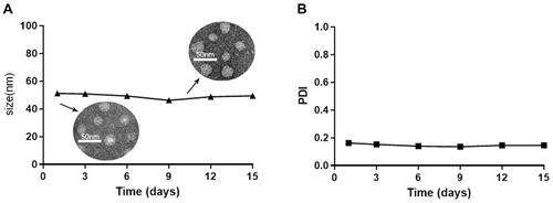 Figure 2 Stability of the DTX loaded micelles determined by the size (A) and PDI (B) measurements over time.