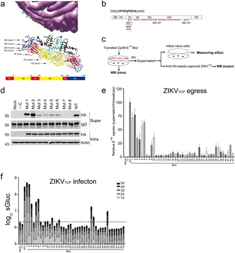 Figure 2. Assembly and infectivity of ZIKVTCP bearing E mutants. (a) Structure of the mature ZIKV virion (PDB, 5iz7). The Loop regions (arrows) selected in this study and the schematic of ZIKV E domains are shown. (b) Schematic of ZIKV E mutagenesis. Three-amino acid mutations (Ala-Ala-Ala) (Red stars) are introduced in the indicated regions. The HA tag is inserted in the DI as indicated. (c) Schematic of the experimental design for D to F. Plasmids expressing CprM-EHA (WT), prM-E (ΔC) and CprM-EHA-mutants were transfected into Vero-sgZIKV-sGluc cells, respectively. At 4 days post transfection, cell lysates (Intra) were harvested for Western blotting (WB) analysis. ZIKVTCPs in the medium were captured by anti-HA beads (super) and analyzed by Western blotting. Alternatively, condition media were harvested and used to infect naïve Vero cells. At various time points, the luciferase activities in the supernatants of the infected cells were determined. (d) Cell lysates (Intra) and captured ZIKVTCPs (Super) were analyzed by western blotting with the indicated antibodies. Representative pictures of Mut 1 to 8 are shown. The values to the left of the blots are molecular sizes in kilodaltons. (e) Summary of the Relative level of EHA secreted into the supernatants to that in the intracellular cell lysates. Relative levels of EHA egress of each mutants were calculated as (captured supernatant HA/Supernatant IgG)/ (Intracellular HA/Intracellular Actin) and further normalized to the WT. Data combined from two independent experiments are shown (mean ± SEM, n = 6). (f) Conditioned media containing ZIKVTCPs were used to infect naïve Vero cells. The Gluc luciferase activities in the supernatants of the infected cells were determined at the indicated time points post infection. Mean values ± SDs are shown (n = 3).