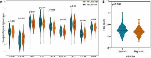 Figure 8. Comparison of immune checkpoint genes and potential immunotherapeutic response in low- and high-risk DLBCL. A. Violin plot displays the expression difference of immune checkpoint genes in low-risk vs. high-risk DLBCL. B. Violin plot displays the difference of TIDE score in low-risk vs. high-risk DLBCL. The TIDE score in high-risk group is significantly decreased, which indicates lower potential of tumor evasion, thus more likely to benefit from immunotherapy