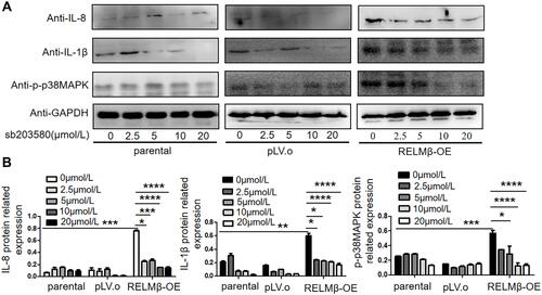 Figure 5 RELMβ promotes the expression of the inflammatory factors IL-8 and IL-1β via the p38 MAPK signaling pathway. (A-B) Western blotting and bar graphs showing the expression of p-p38 MAPK, IL-8, and IL-1β in the 16HBE cells in the parental control, null and RELMβ overexpression groups after treatment with the p38 MAPK inhibitor sb203580. *p≤0.05, **p≤0.01, ***p≤0.001, ****p≤0.0001.