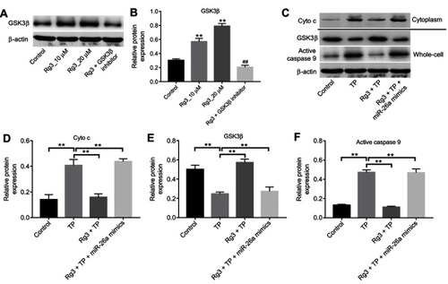 Figure 5 Overexpression of miR-26a reversed the protective effects of Rg3 against TP-induced cytotoxicity via targeting GSK3β. (A and B) MLTC-1 cells were treated with Rg3 (0, 10, 20 μM) or Rg3 (20 μM) plus GSK3β inhibitor 1 (20 nM) for 24 hrs. Expression level of GSK3β in MLTC-1 cells was detected with Western blotting. The relative expression of GSK3β was quantified via normalization to β-actin. (C) MLTC-1 cells were treated with 120 nM TP +20 μM Rg3 or/and miR-26a mimics for 24 hrs. Expressions of GSK3β and active caspase 9 in MLTC-1 cells and the level of Cyto c in cytoplasm were detected with Western blotting. (D–F) The relative expressions of Cyto c, GSK3β and active caspase 9 were quantified via normalization to β-actin. **P<0.01 compared with control group; ##P<0.01 compared with Rg3+ TP group.