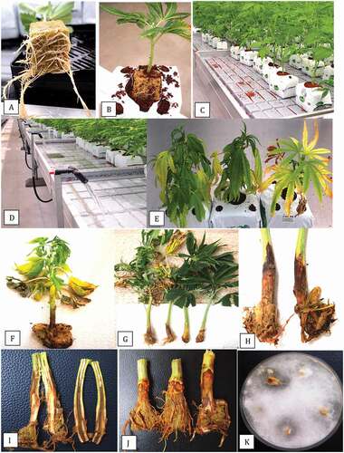Fig. 1 (Colour online) The propagation system used for cannabis to produce vegetatively propagated plants and symptoms of Pythium infection. (a) Root development from a cutting that was first dipped in rooting powder (containing IAA) and inserted into a rockwool cube and incubated under high humidity for two weeks. (b) Placement of the cutting into a coco coir block. The rockwool cube is inserted into the block, potentially causing some root damage. (c) Transfer of coco blocks onto a greenhouse table where irrigation is provided by flooding the table, as shown in (d). (e, f) Early symptoms of wilting and yellowing of leaves on rooted cuttings. (g) Complete destruction of roots and crown discolouration on rooted cuttings. (h) Advanced root rot and crown and stem infection on vegetative plants. (i) Internal discolouration of tissues of plant shown in (h) with browning and rotting of the cortical and pith tissues. (j) Sunken brown lesions on upper crown and root rot symptoms on flowering plants. (k) Recovery of Pythium myriotylum from surface-sterilized tissue segments from the plant shown in (j).
