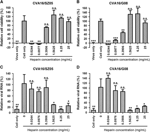 Figure 1 Inhibitory effect of soluble heparin on CVA16 attachment and infectivity. (A, B) Inhibition of CVA16 infection by soluble heparin. One hundred TCID50 of (A) CVA16/SZ05 or (B) CVA16/G08 was pre-incubated with various concentrations of heparin sodium salt for 1 h at 37 °C before proceeding to infection of RD cells at 37 °C. Three days later, the infected cells were analyzed for viability by a MTT assay. The data are reported as the mean±sd of relative cell viability for triplicate samples. Statistical significance between the treated samples and the control (cell-only) is indicated as follows: NS, P≥0.05; *P<0.05; **P<0.01; ***P<0.001. (C, D) Inhibition of CVA16 attachment to RD cells by soluble heparin. Three hundred TCID50 of (C) CVA16/SZ05 or (D) CVA16/G08 was mixed with various concentrations of heparin sodium salt at 37 °C for 1 h. Then, the mixture was added to 1 × 105 RD cells pre-seeded 1 day ahead in a 24-well plate and incubated at 4 °C for 2 h. After the incubation, the cells were washed with serum-free medium three times. The cell-attached virus was quantified by qRT-PCR. The y axis shows the viral genomic RNA level of heparin-treated cells relative to that of the control (cells only infected with the virus). The mean±sd of triplicate wells are shown. The data are representative results of three independent experiments. Statistical significance between the treated samples and the control (cells only infected with the virus) is indicated as follows: NS, P≥0.05; *P<0.05; **P<0.01.