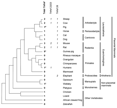 Figure 5. Distribution of Tnfrsf homologous sequences in Kcnq1 orthologous regions. The topology is drawn according to www.tolweb.org/tree and Murphy et al.Citation15 The total numbers of Tnfrsf sequences observed in each taxon are indicated, even in those in which no Tnfrsf homologs are detected, in order to reflect both gene gains and losses within the Kcnq1 region. The figure also illustrates how many of them correspond to orthologs of Tnfrsf22 or Tnfrsf23 and of Tnfrsf26 only for placental mammals, according to the phylograms depicted in Figures 6 and 7. Only mouse, human and frog Kcnq1 orthologous regions are devoid of sequencing gaps that result from incomplete sequence assembly. #In pig, three identical sequences were found; they could be the result of assembly errors or very recent duplications and, therefore, only one was analyzed in our phylogenetic trees. +In guinea pig, multiple sequences with significant similarity to mouse Tnfrsfs were found; we manually annotated a minimum of nine. *In humans, we only detected one sequence that is much shorter than any of the ones found in other species (Sup. Material). †In wallaby, we could not confirm the location of the Tnfrsf homologous sequences within the Kcnq1 orthologous region (see Materials and Methods).