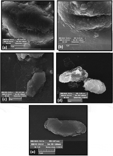 Figure 8. Typical SEM images of plasma-treated agar plates