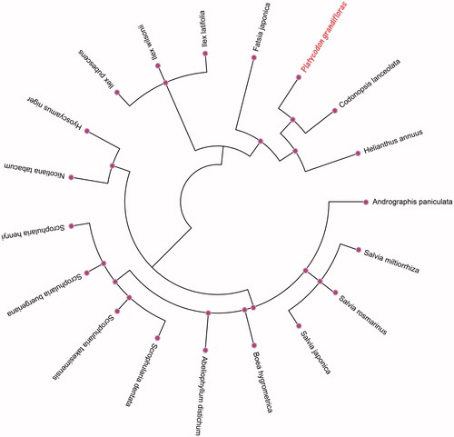 Figure 1. The genetic and phylogenetic tree inferred using maximum-likelihood (ml) analysis from 19 species complete chloroplast genomes of herbal medicine plants. The bootstrap values were based on 5000 replicates. in this study 18 herbal medicine species chloroplast genomes have been deposited in the GenBank and accession numbers are as follows: Abeliophyllum distichum (KT274029.1), Andrographis paniculata (KF150644.2), Boea hygrometrica (JN107811.1), Codonopsis lanceolata (MH018574.1), Fatsia japonica (KR021045.1), Helianthus annuus (DQ383815.1), Hyoscyamus niger (KF248009.1), Ilex latifolia (KX426465.1), Ilex pubescens (KX426467.1), Ilex wilsonii (KX426471.1), Nicotiana tabacum (Z00044.2), Salvia japonica (KY646163.1), Salvia miltiorrhiza (JX312195.1), Salvia rosmarinus (KR232566.1), Scrophularia buergeriana (KP718626.1), Scrophularia dentate (KT428154.1), Scrophularia henryi (MF861203.1), Scrophularia takesimensis (KP718628.1).