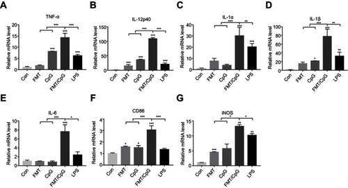 Figure 2 FMT synergizes with CpG ODN 2395 to promote M1-like gene expression in MΦ. Relative mRNA expression was analyzed by qRT-PCR in RAW 264.7 cells following treatment with FMT (100 µg/mL), CpG (2.5 µg/mL), both FMT and CpG (FMT/CpG), or LPS (100 ng/mL) for 12 hrs. Results are expressed as mean ± SDof three independent experiments. *P<0.05, **P<0.01, ***P<0.001 vs control.Abbreviations: FMT, ferumoxytol; LPS, lipopolysaccharide; MΦ, macrophages; ODN, oligodeoxynucleotide; qRT-PCR, quantitative reverse transcription PCR.