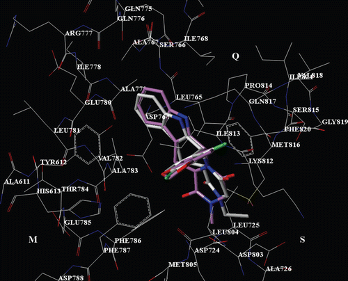 Figure 3.  Selected docking pose of THBC 23 into the PDE5 catalytic site. The inhibitor is depicted in stick (C atom: white). The tadalafil X-ray pose is also reported (C atom: violet).