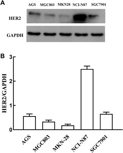 Figure 1. The expression of HER-2 protein in five gastric cancer cell lines. (A)Western blotting was used to detect HER2 protein expression. (B) The densitometric quantification of HER2 normalized over GAPDH from all cell lines.