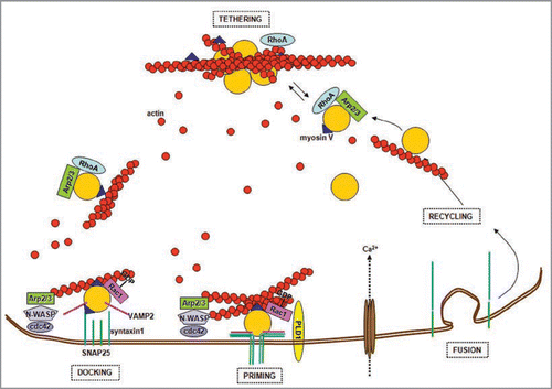 Figure 1 Actin and the synaptic vesicle cycle. Synaptic vesicles are tethered in the reserve pool (RP) by a network of actin filaments. Small GTPases, such as RhoA and Rac1, control the state of actin polymerization by governing pathways that involve phosphorylation/dephosphorylation of different actin-binding proteins. The WASP protein and the Arp2/3 complex promote the actin filament nucleation process necessary to build actin tracks for vesicles trafficking. Vesicles are transported to the active zone along actin filaments by myosin V, which also contributes to vesicles docking via its binding to syntaxin1. Primed vesicles are part of the ready releasable pool (RR P). Ca2+ influx and the assembly of the SNARE ternary complex formed by the α-helices of VAMP2, SNAP25 and syntaxin1, trigger vesicle exocytosis at the active zones plasma membrane. Therefore, actin regulates priming and fusion, directly affecting neurotransmitter release. In addition it constitutes the tracks that guide recycling vesicles back to the RP.