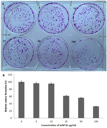 Figure 10 Clonogenic inhibition of SeNP on HeLa cells. A 1000 cells were treated at different concentrations of SeNP (in μg/mL) in a 6 well plate for 24 h. The media was replaced with fresh media and allowed to grow until each cell became a colony. The cells were stained with crystal violet (A) and % clonogenic inhibition of cells with increasing concentration of SeNP was calculated (B).