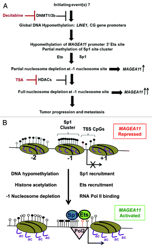 Figure 9.MAGEA11 gene regulation in human cancer. (A) Flowchart of events involved in the activation of MAGEA11 expression in cancer. (B) Schematic of MAGEA11 promoter configuration in the fully repressed (top) and fully activated states (bottom). Open and filled lollipops indicate unmethylated and methylated CpG sites, respectively. The red outlined lollipop corresponds to the 3′ Ets site. Ovals indicate nucleosomes, with numbers below each indicating the nucleosome position relative to the MAGEA11 TSS. Right bent arrow indicates TSS. Purple lines indicate histone H3 tails. Ac indicates acetylation.
