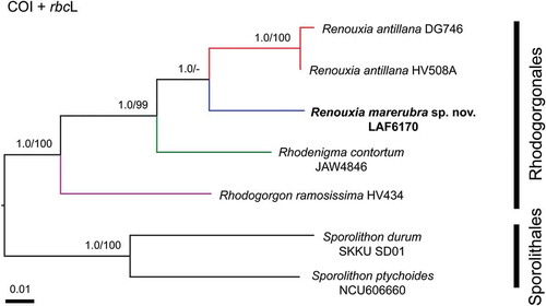 Fig. 8. Phylogenetic reconstruction of Renouxia, including R. marerubra sp. nov. (indicated in bold) based on Bayesian inference of a concatenated dataset of COI and rbcL sequences. Bayesian inference posterior probabilities (PP) and Maximum likelihood bootstrap (BS) presented as ‘PP/BS’ near branches ('-' indicates BS below 80). Scale bar indicates number of substitutions per site. Additional ingroup taxa represent members of the Rhodogorgonales while the outgroup taxa are members of the Sporolithales.